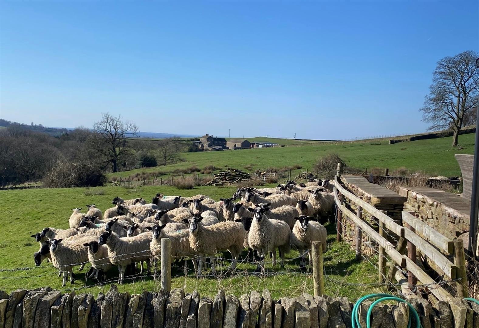 Dry-stone walls, sheep and rolling Peak District hills